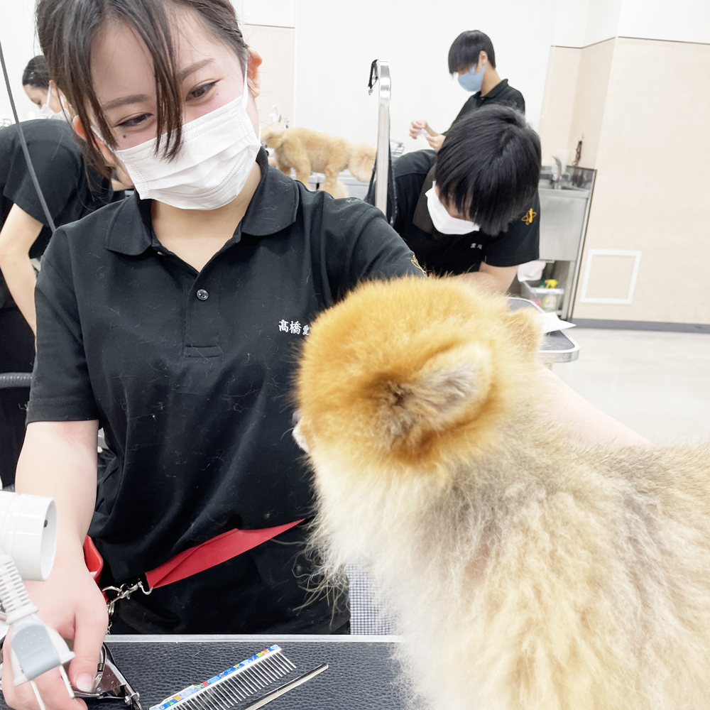 たくさんの犬種が来てくれます！